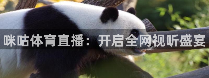 咪咕体育直播：开启全网视听盛宴