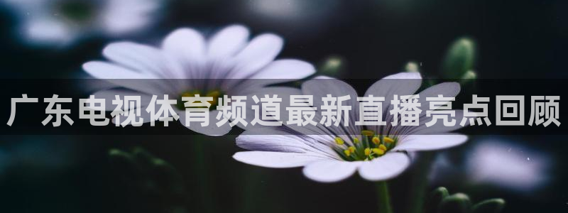 广东电视体育频道最新直播亮点回顾