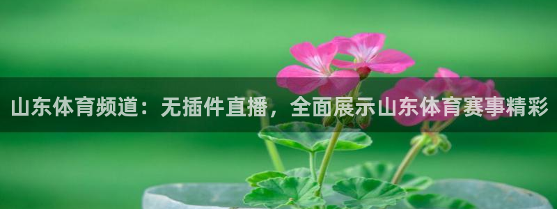 山东体育频道：无插件直播，全面展示山东体育赛事精彩
