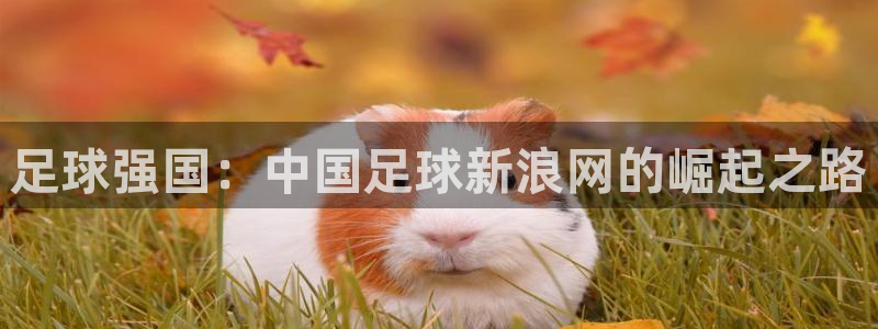 足球强国：中国足球新浪网的崛起之路
