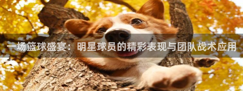一场篮球盛宴：明星球员的精彩表现与团队战术应用