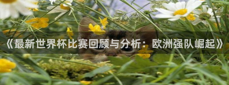 《最新世界杯比赛回顾与分析：欧洲强队崛起》