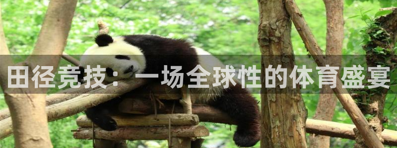 田径竞技：一场全球性的体育盛宴