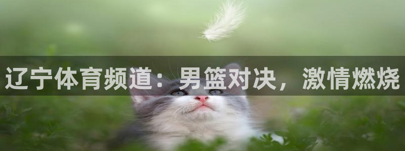 辽宁体育频道：男篮对决，激情燃烧